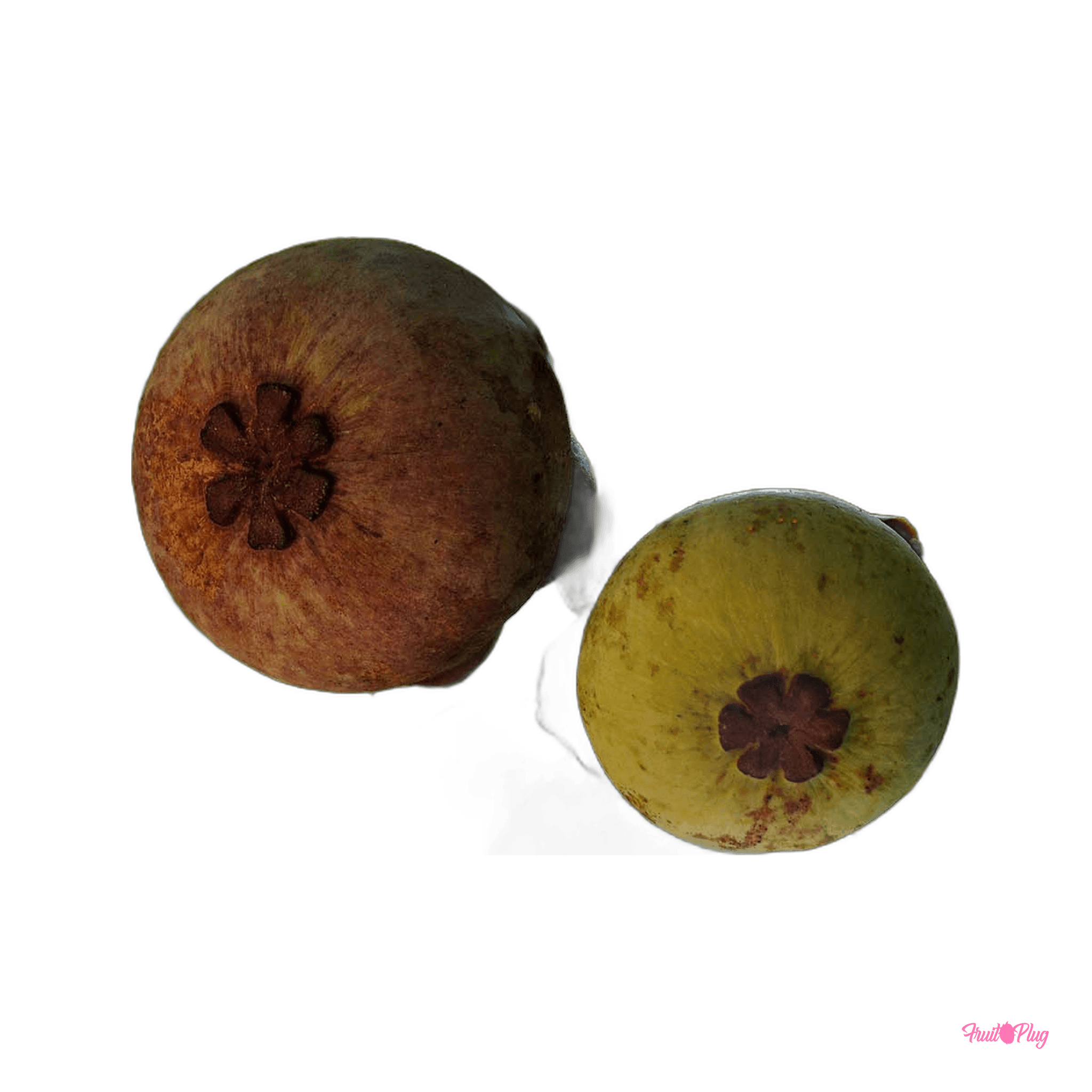 Mangosteen — view 4