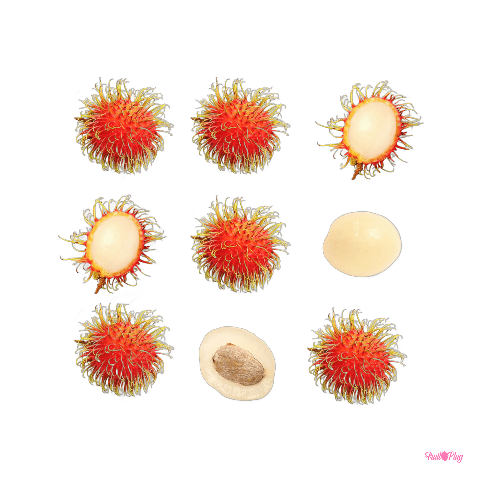 Rambutan — view 2
