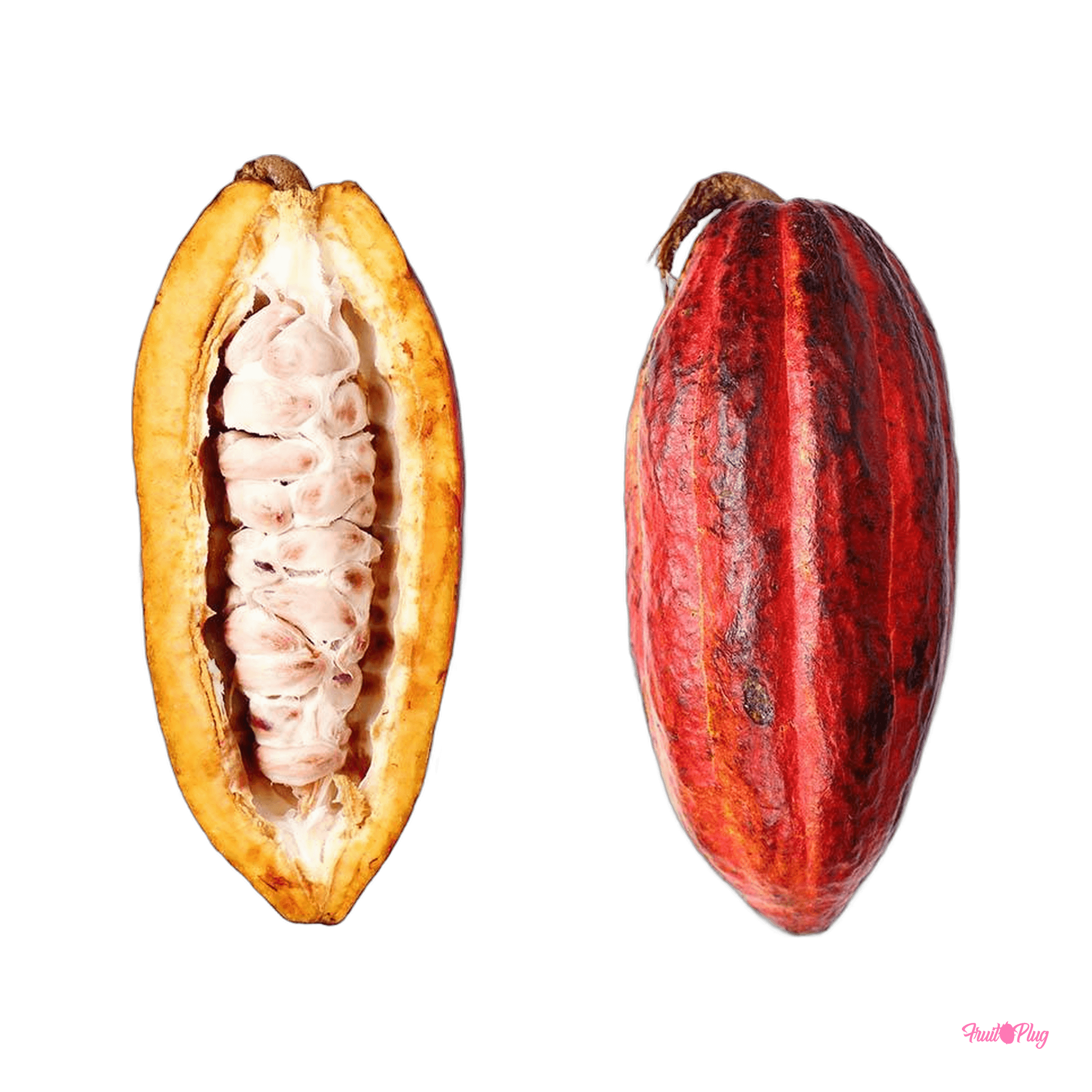 Super-rare cacao pods — view 2