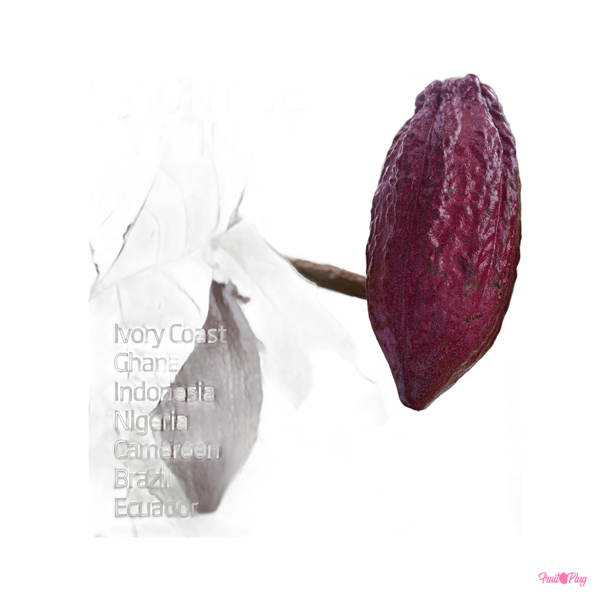 Super-rare cacao pods — view 4