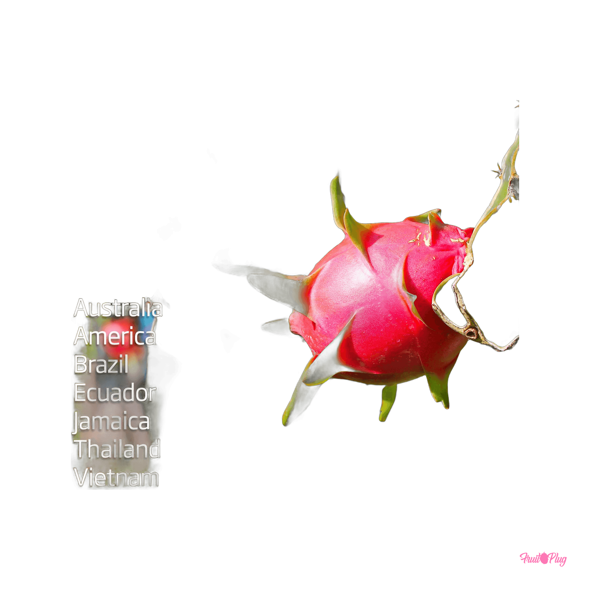 White dragon fruit — view 4
